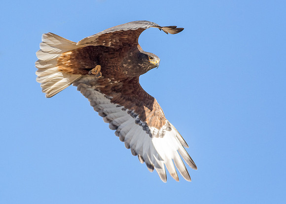 Dark-Morph in flight