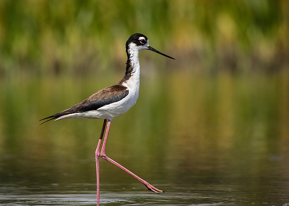 Black-necked Stilt