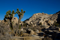 joshuatree09-2573
