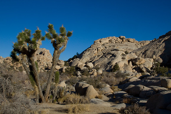 joshuatree09-2573