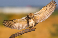 Soft landing