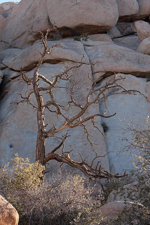 joshuatree09-0674