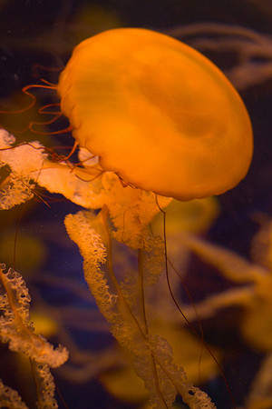 LB-aquarium-0433