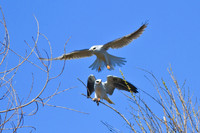 White Tailed Kite - male and female