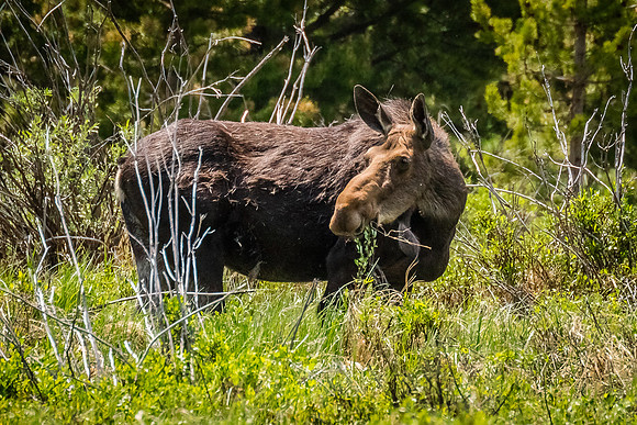 Mother Moose with a mouthful