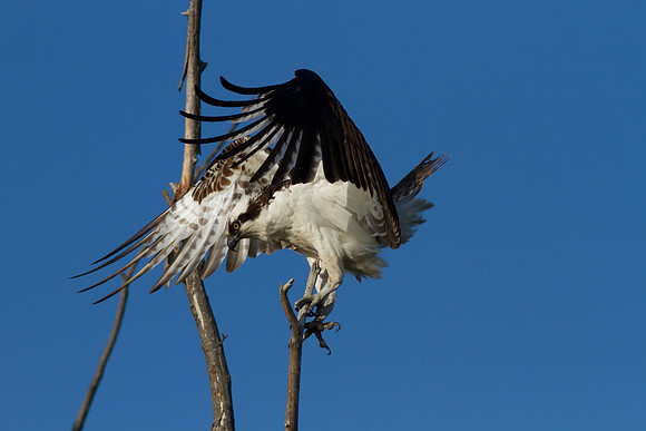 Osprey