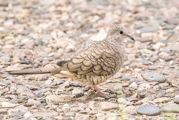 Inca dove