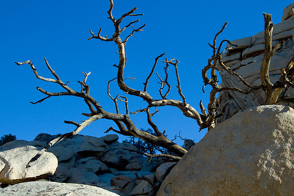 joshuatree09-2598