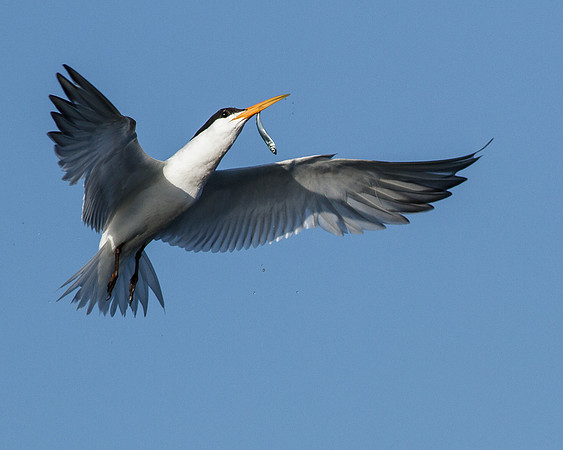 BolsaChica-2012-6460