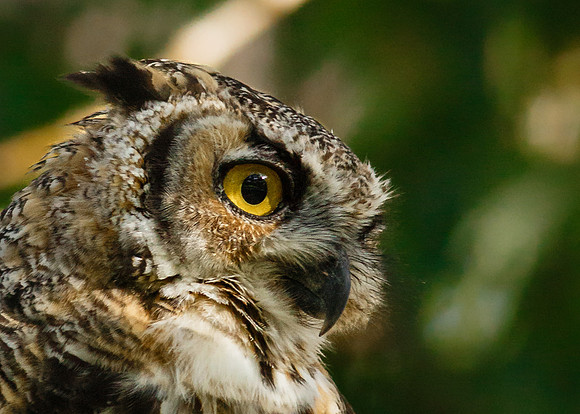 Owlet Portrait