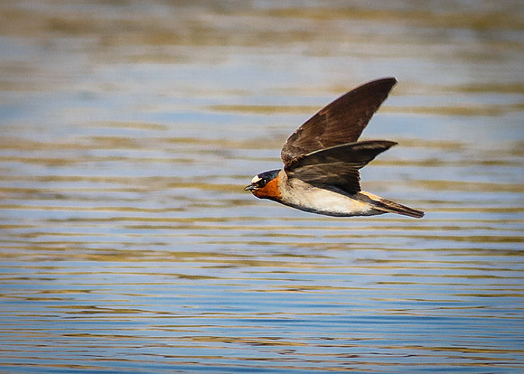 Sawllow flying low.....