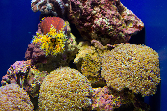 lb-aquarium-1294