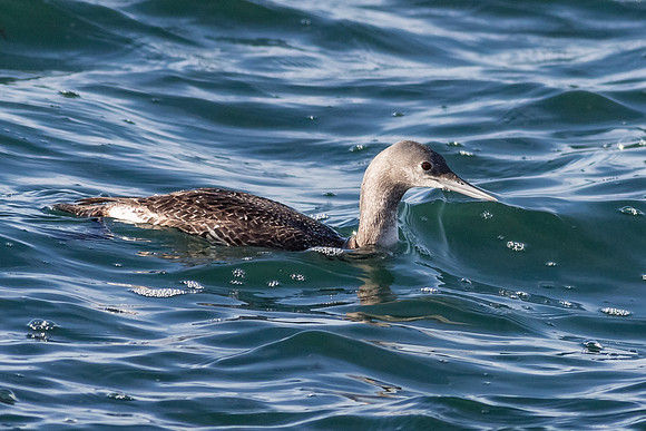 Red-throated Loon