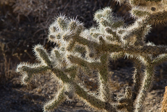 joshuatree09-2260