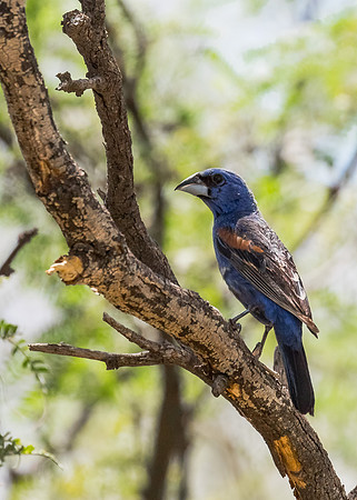 AZ-Tucson2015-4822