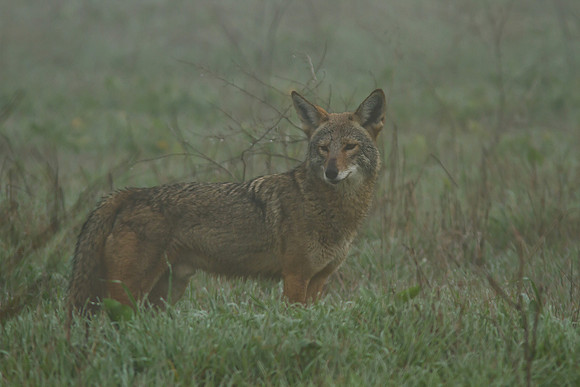 Coyote