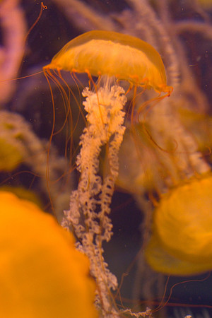 LB-aquarium-0425