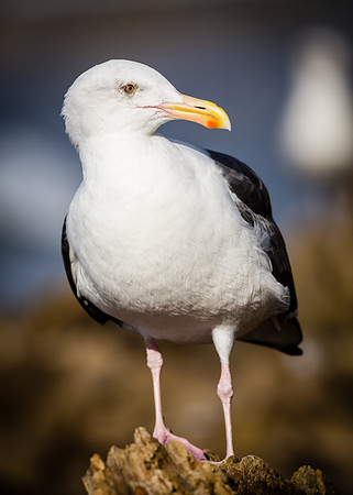 Western Gull