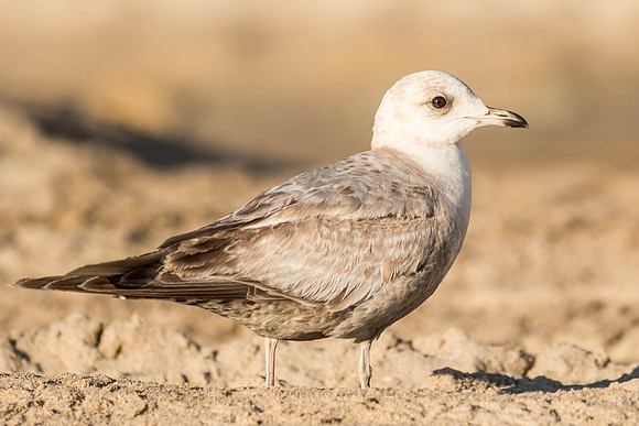 Mew Gull