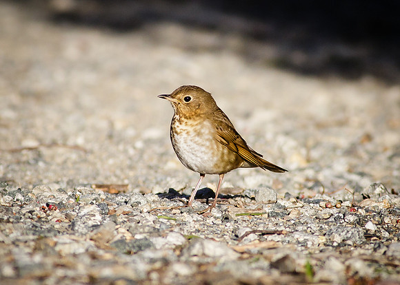 Swainson's Thrush