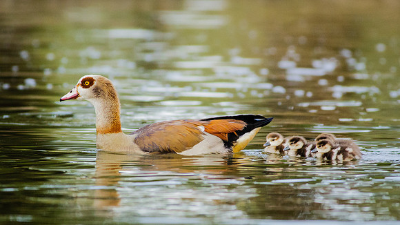 Morning outing......