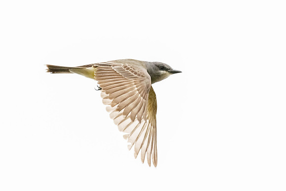 Cassin's Kingbird