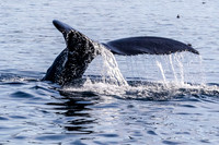 Humpback whale