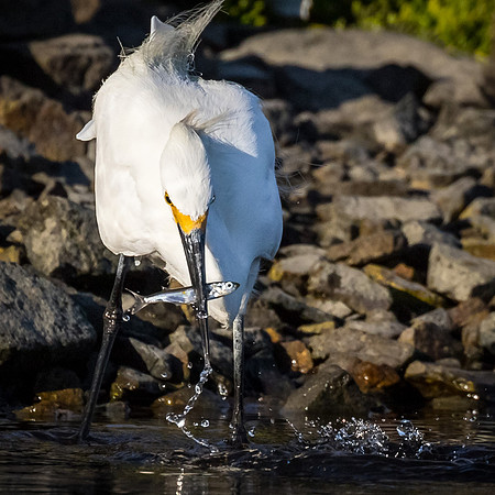 BolsaChica2015-8253