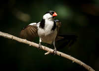 Pin-tailed Whydah