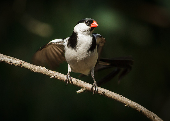 Pin-tailed Whydah