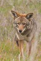 Coyote