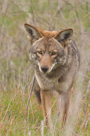 Coyote