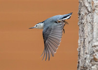 White-breasted nuthatch