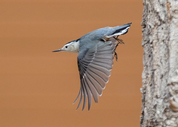 White-breasted nuthatch