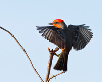 Vermilion Flycatcher - Male