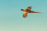 Morning flight