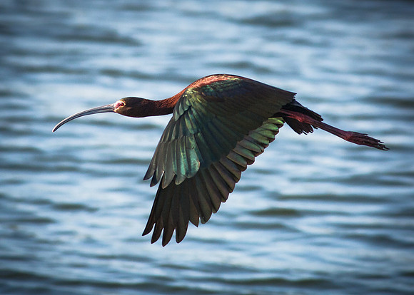 Ibis Away