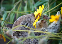Squirrel eating wildflowers