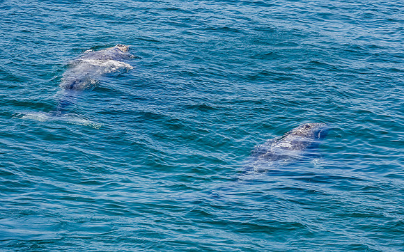 A pair of Grays