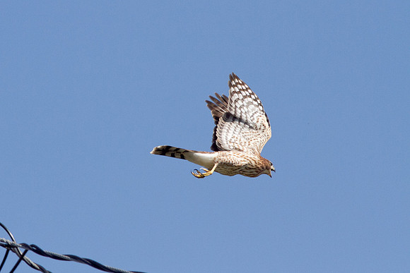 hawk-8435