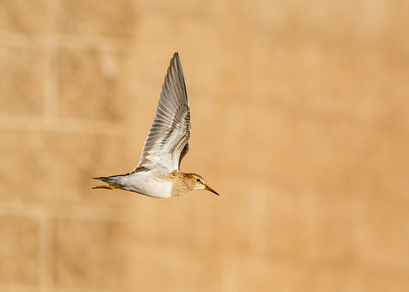 San Joaquin 2014-5566