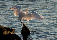 Landing with grace
