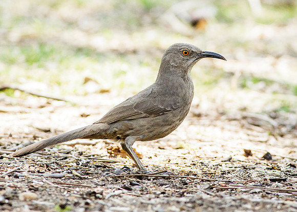 AZ-Patons2013-5892