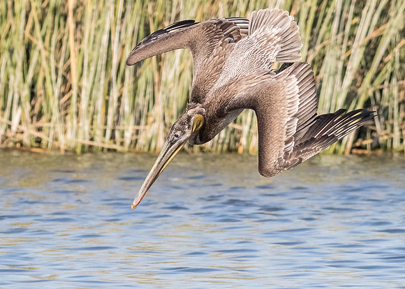Brown Pelican