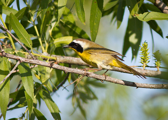 Common Yellowthroat