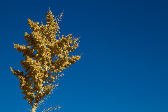 joshuatree09-2581