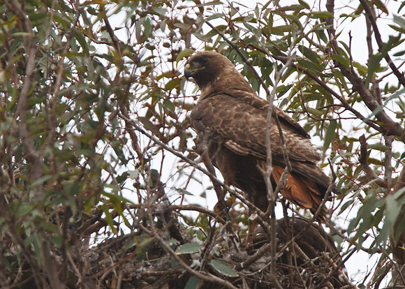 Red-Tailed Hawk female