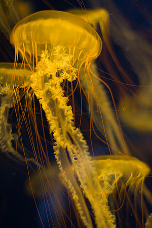 LB-aquarium-0362