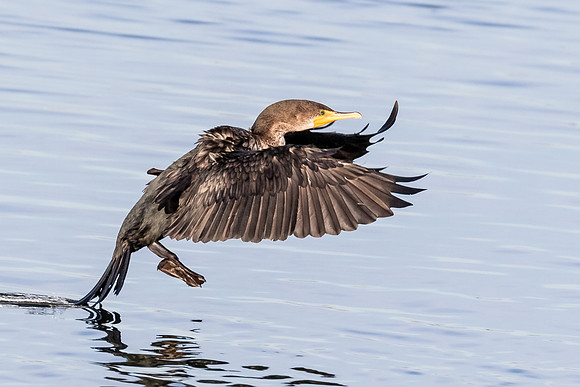 Double-crested Cormorant