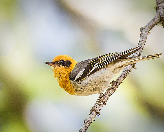 Olive Warbler